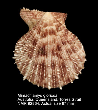 Mimachlamys gloriosa (7).jpg - Mimachlamys gloriosa(Reeve,1853)